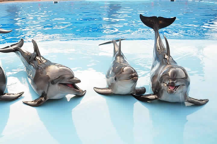 Dahab Tours to Dolphin Show