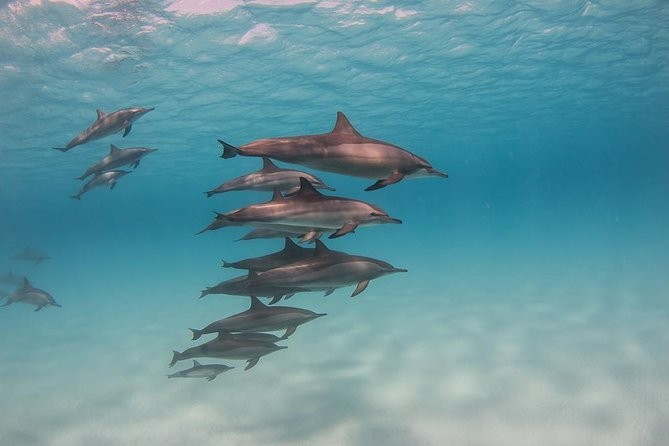 Esnórquel tour en Satayh Dolphin Reef