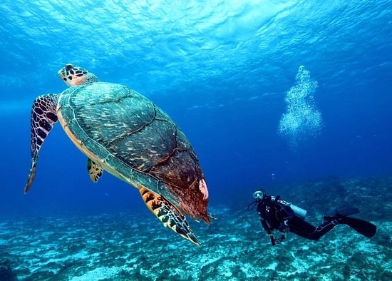 Three Pools Snorkeling Tours in Dahab