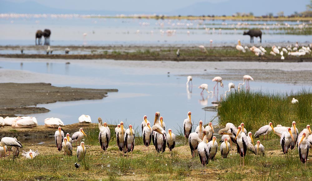 1 Nights Safari To Tarangire And Lake Manyara