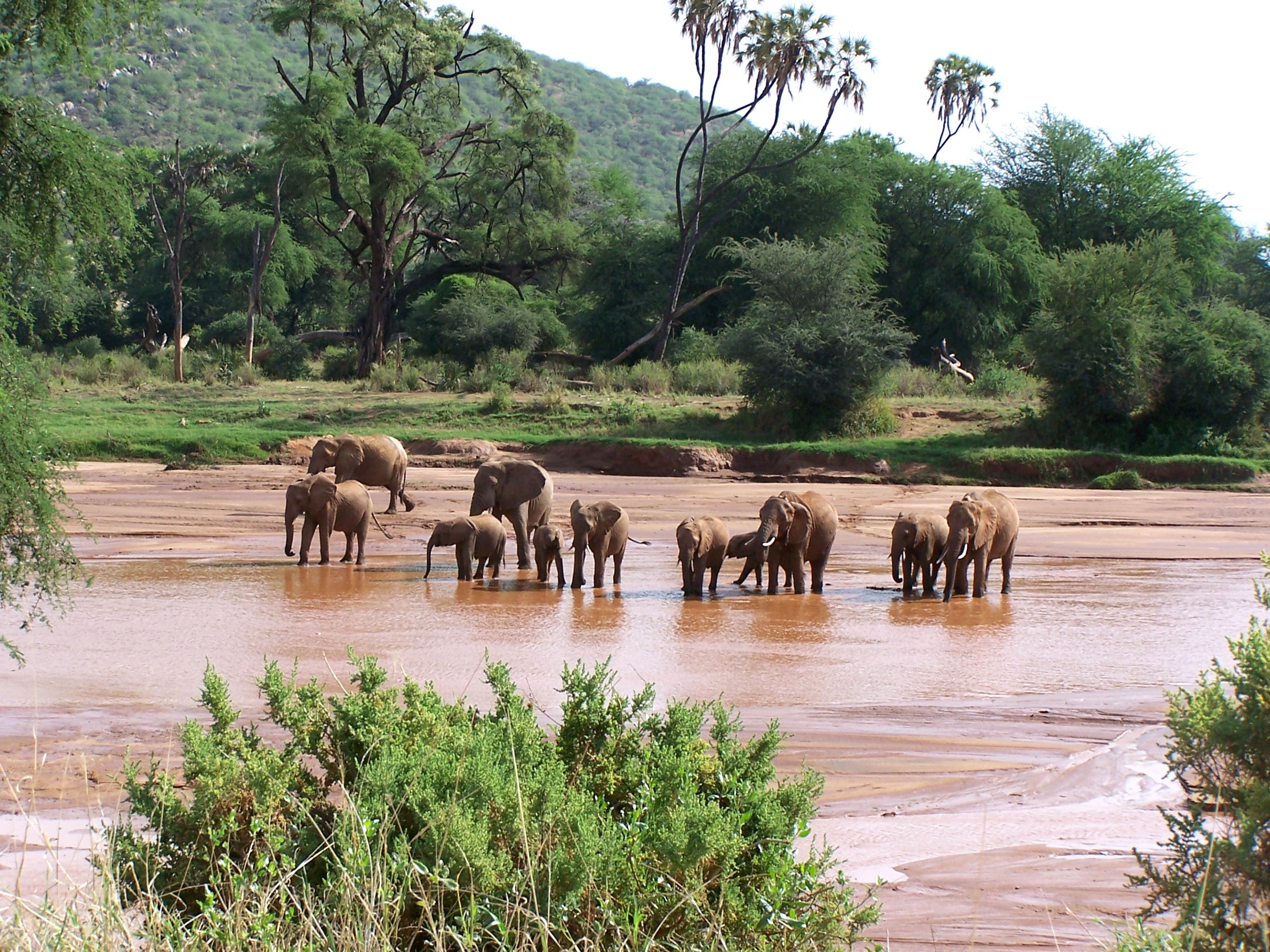 Safari Viajes en Kenia a Samburu y Masai Mara por Avión