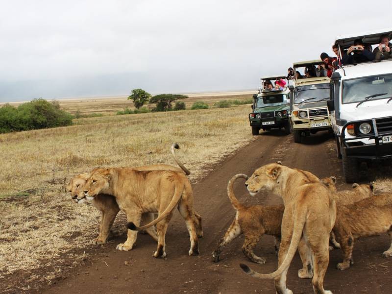 Northern Kenya Safari & Wildlife Holiday Packages