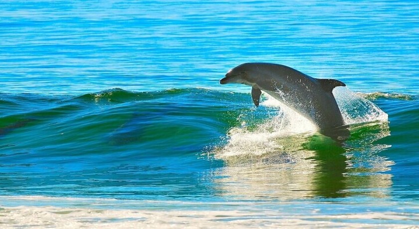 Swim With Dolphins Excursion in Sharm el Sheikh