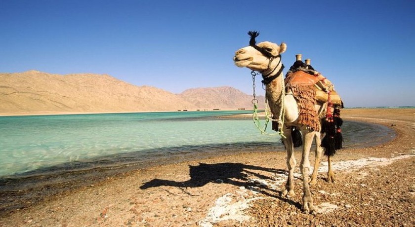 Melhores passeios de safári em Dahab