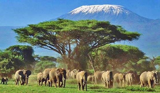 Northern Kenya Safari & Wildlife Holiday Packages