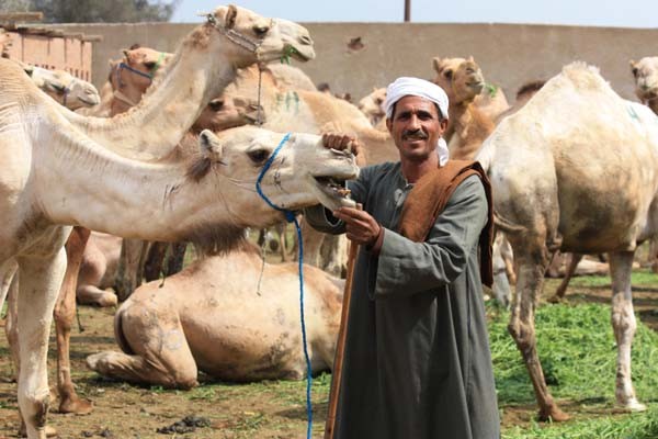 Excursión el mercado de camellos de Birqash