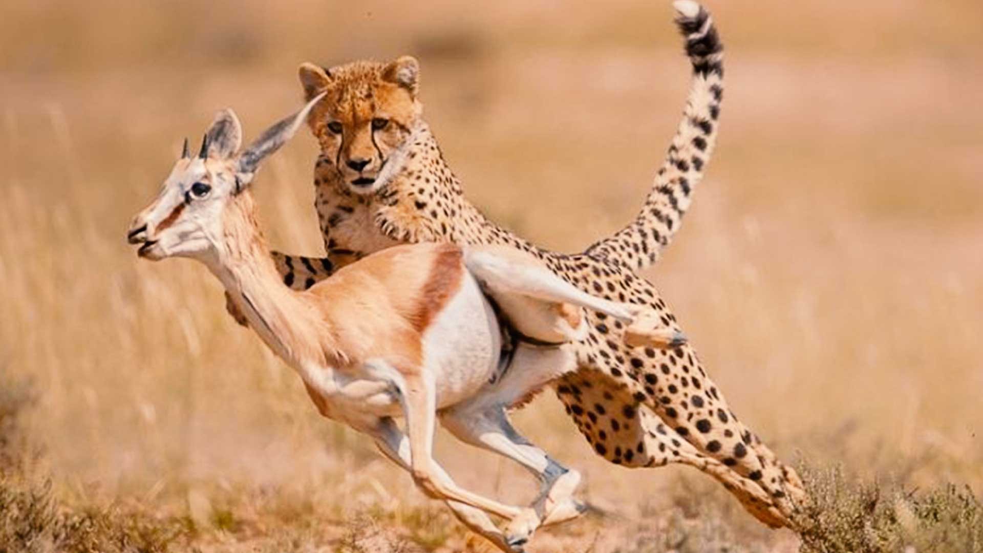 5 Days Safari Tours