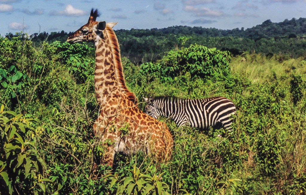 14 Days Camping Safari