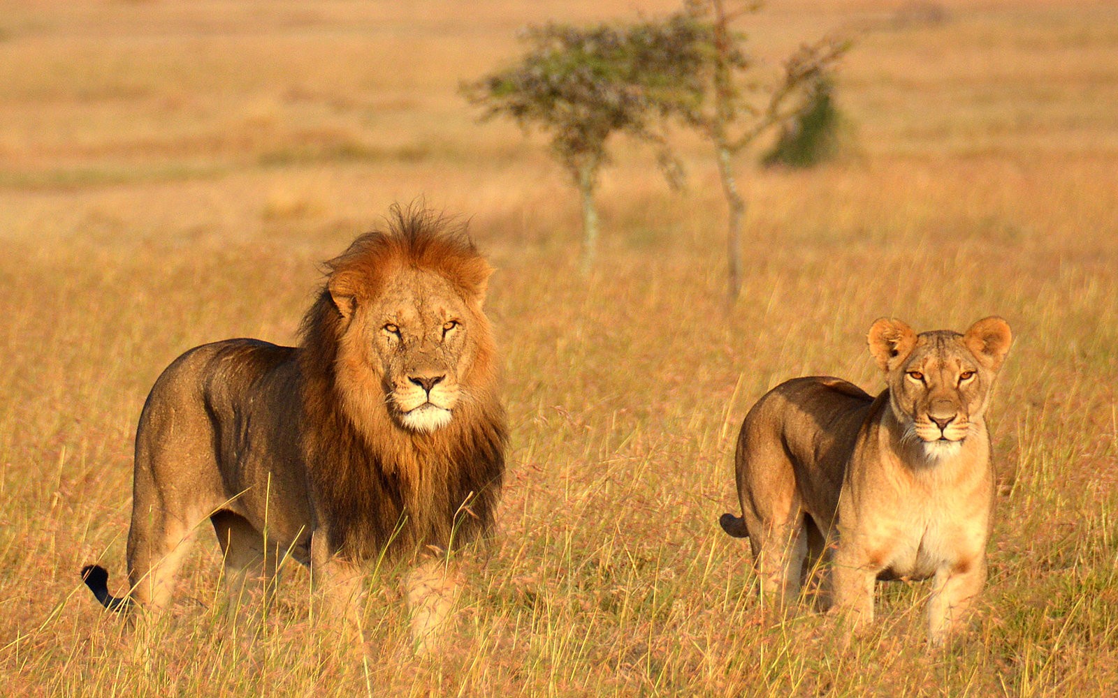 Kenya Safari – Nairobi Wildlife Experience