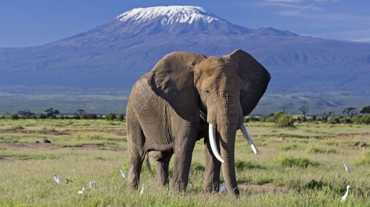 Kenya Safari – Nairobi Wildlife Experience