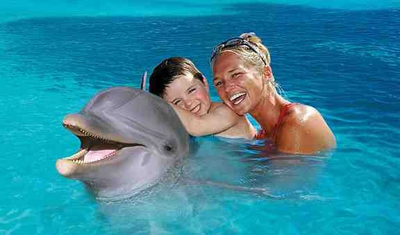 Excursiones para nadar con delfines en Sharm el Sheikh
