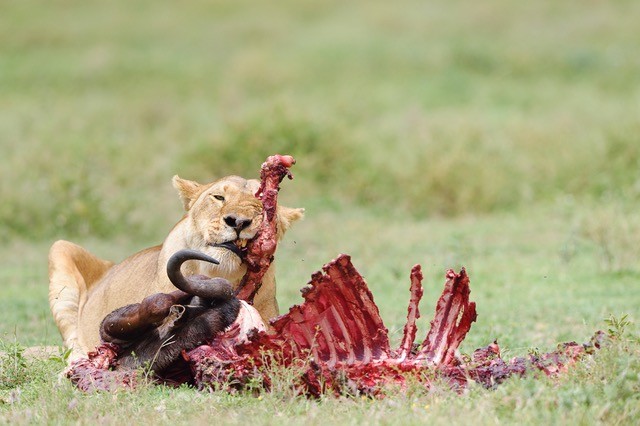 1 Nights Safari To Tarangire And Lake Manyara