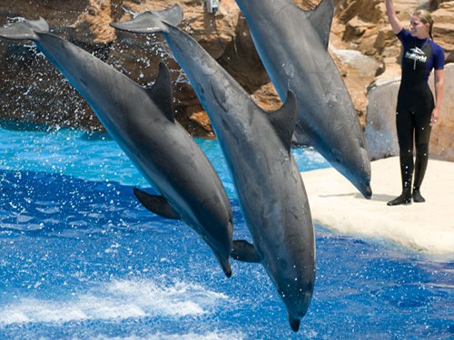 Tours El Espectàculo de Delfines en Sharm El Sheikh