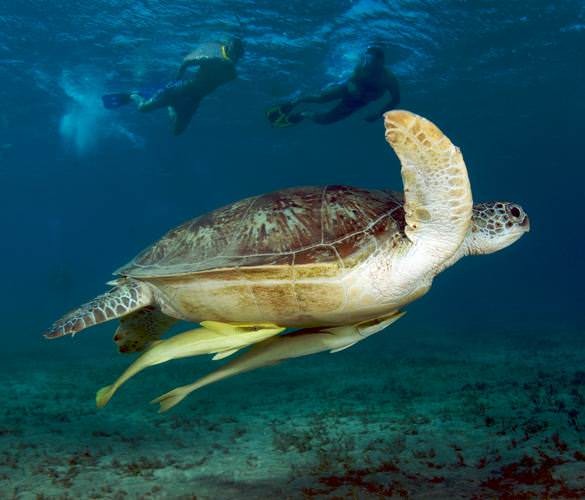 Snorkeling Tour At Port Ghalib from Marsa Alam
