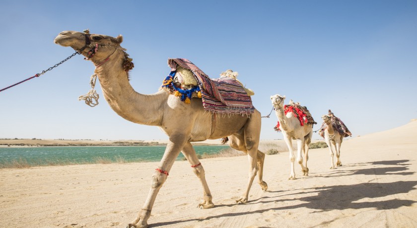 Excursões ao Cairo, Alexandria e Siwa Safári Tours