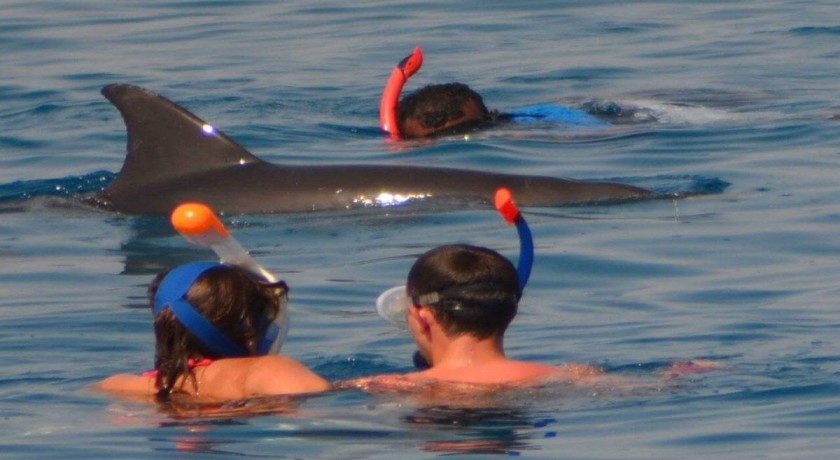 Excursiones Nadar con Delfines en Hurghada