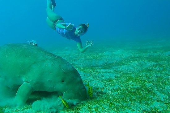 Excursión de esnórquel en Abu Dabab en Marsa Alam