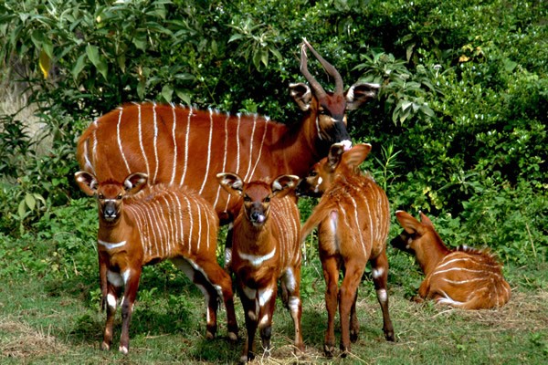Kenya Golden Safari Experience