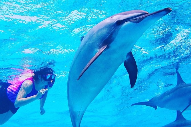 Snorkeling Trip At Satayh Dolphin Reef