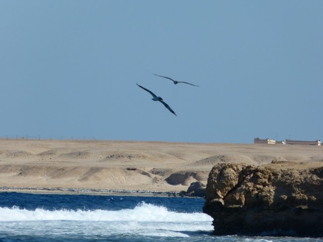 Abu Dabab tours desde Hurghda