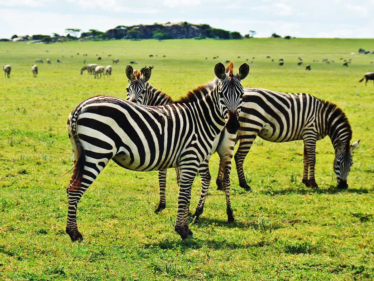 4 Days Wildlife Adventure
