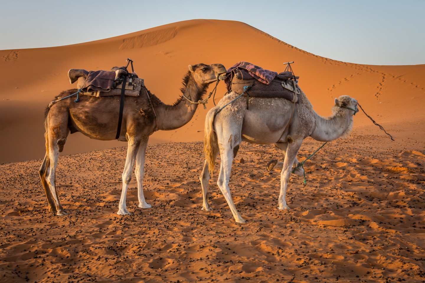 Amazing Safari from Marsa alam