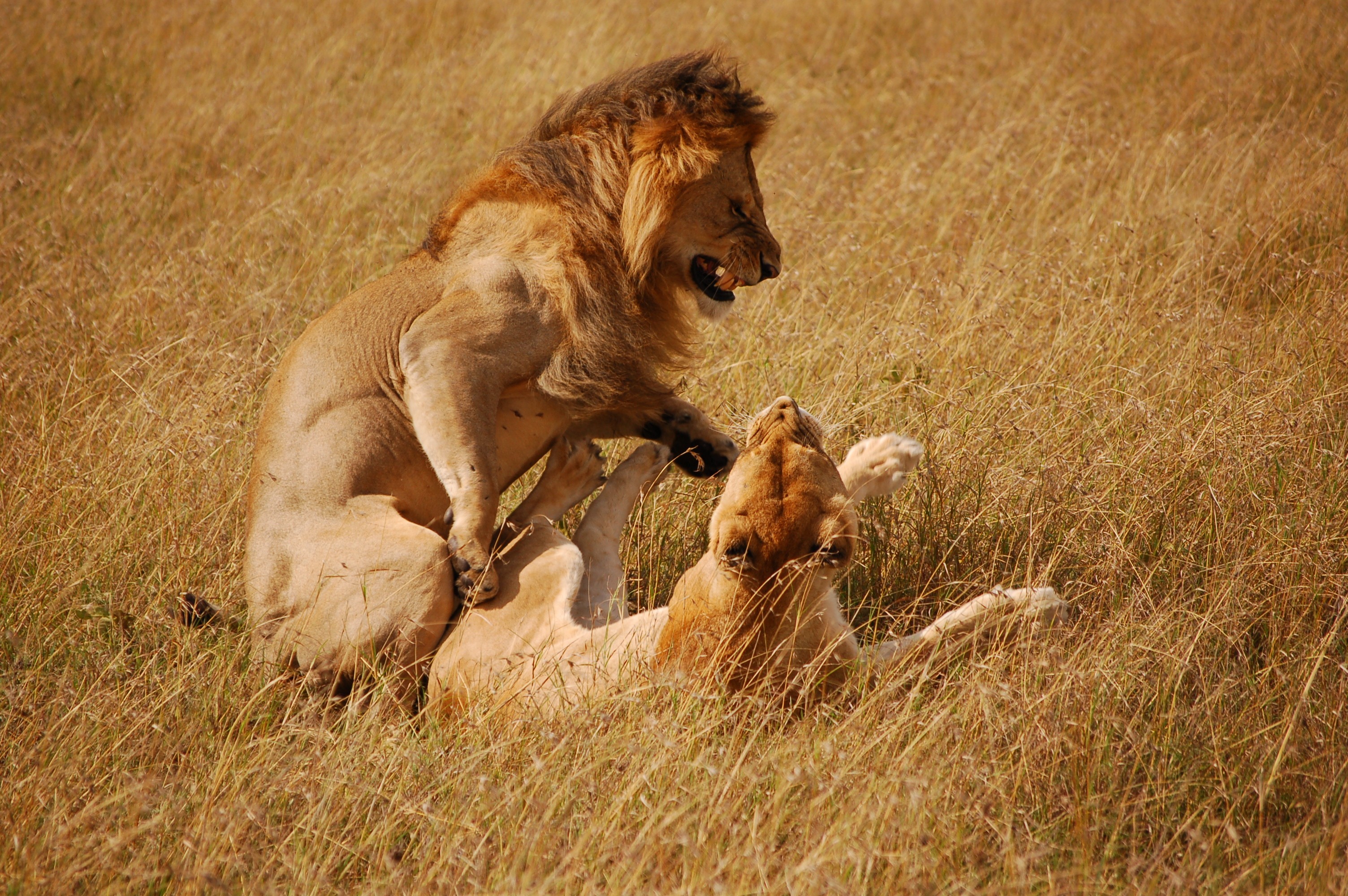 7 Days Crater Highland Safari