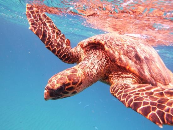 Abu Dabab Snorkeling Tour in Marsa Alam