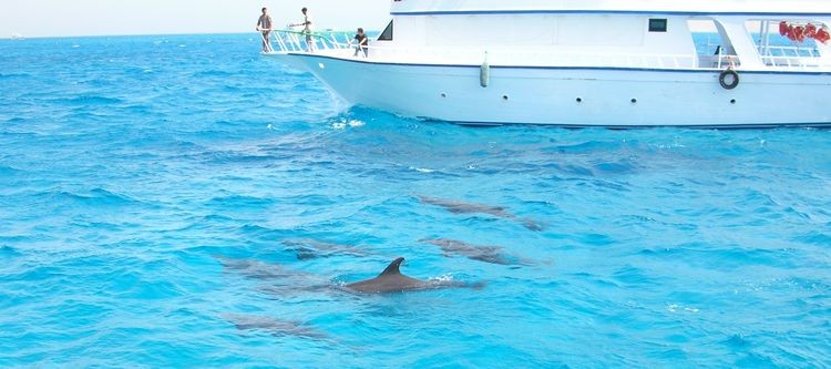 Abu Dabab Snorkeling Adventure