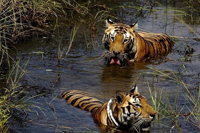 7 Days Wildlife Safari