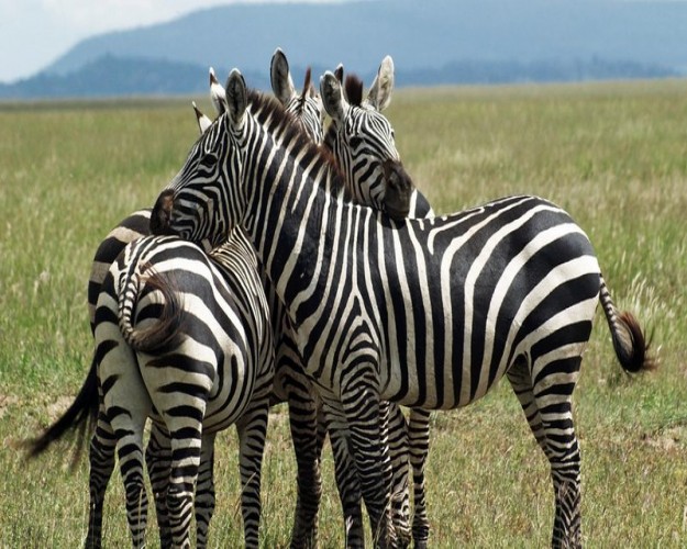 14 Days Camping Safari