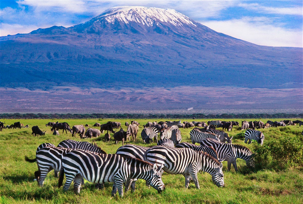 Kenya Safari – Nairobi Wildlife Experience