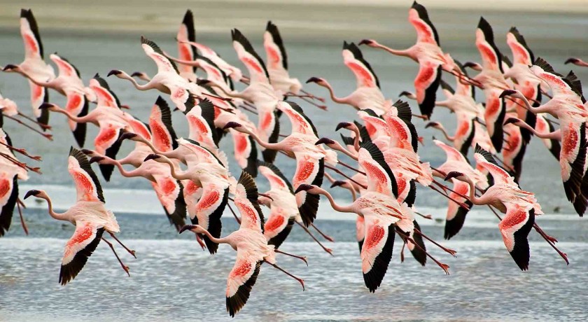 1 Noites de Safari para Tarangire e Lago Manyara