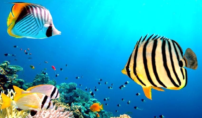 THE 8 BEST in Sharm El Sheikh and Luxor Trips