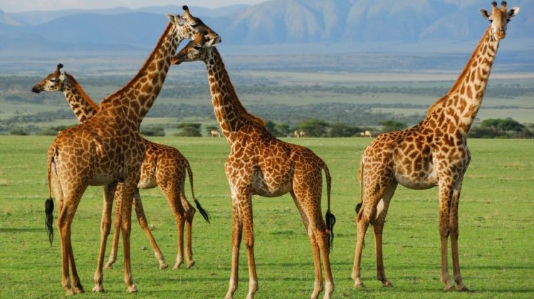 1 Nights Safari To Tarangire And Lake Manyara