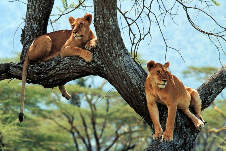 5 Days, 4 Nights Safari Tarangire, Serengeti, Ngorongoro