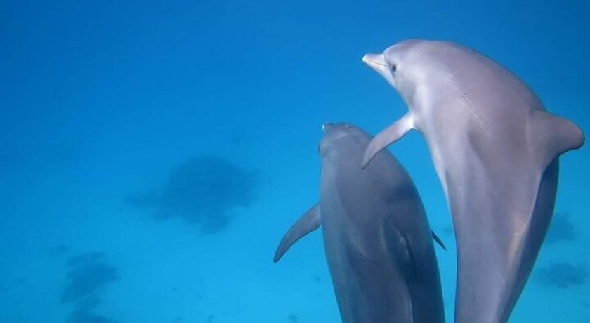 Swim With Dolphins Excursion in Sharm el Sheikh
