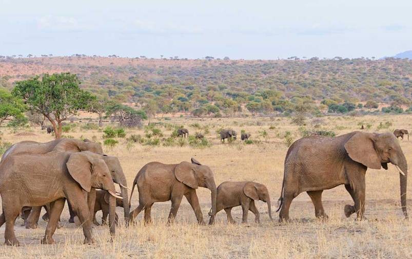 5 Days, 4 Nights Safari Tarangire, Serengeti, Ngorongoro