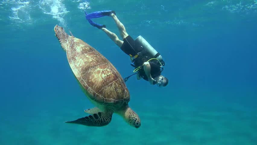 Abu Dabab Snorkeling Tour in Marsa Alam