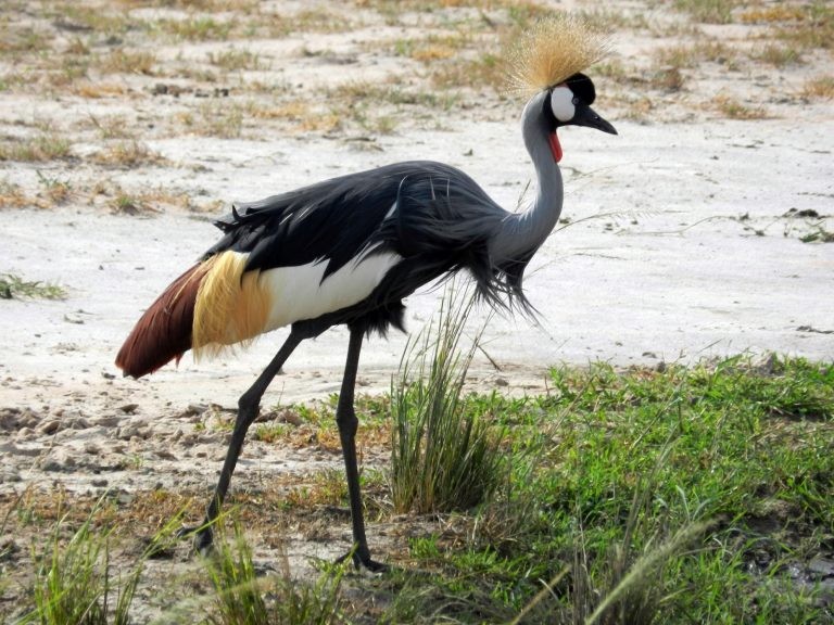 9 Days Wildlife Safari