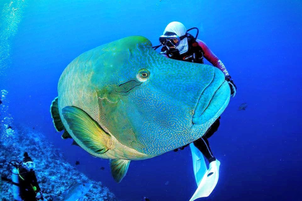 Tiran Excursiones en Sharm El Sheikh