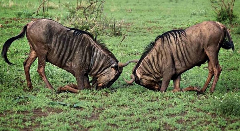 8 Days Safari And Cultural